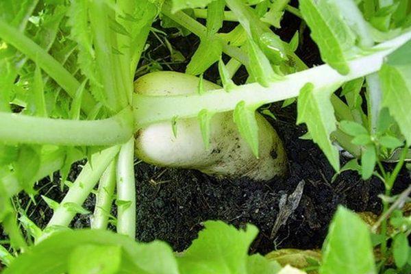 หัวไชเท้าสุก