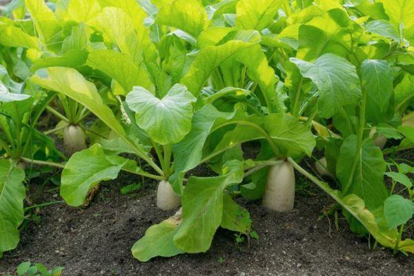 โรคหัวไชเท้า