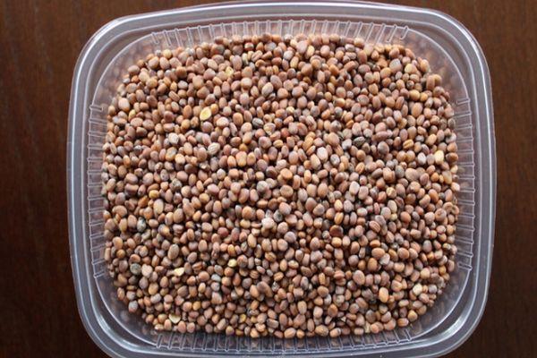 เมล็ดไชเท้า