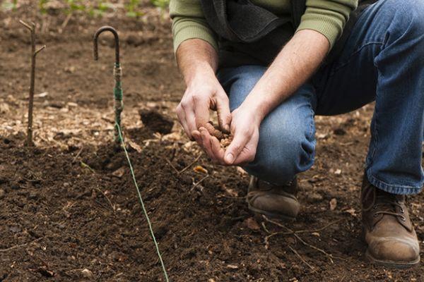 การปลูกหัวไชเท้า