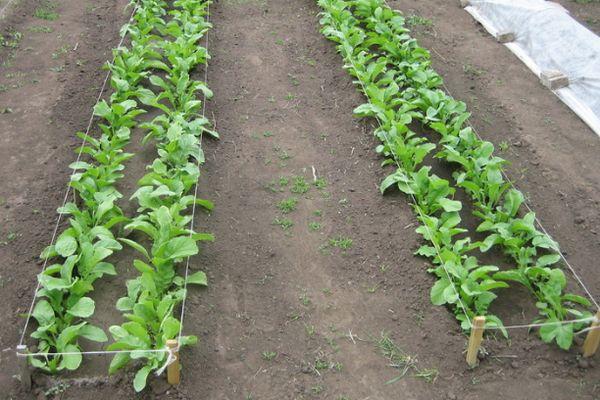 การปลูกไชเท้า