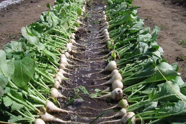 การเก็บเกี่ยวหัวไชเท้า