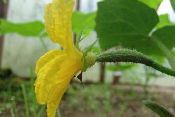 ดอกแตงโม