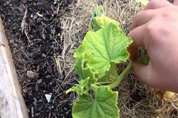 การคลุมดินแตงโม