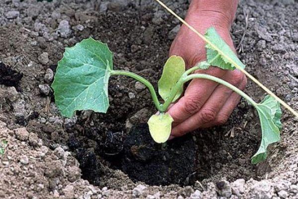 การปลูกแตงโม