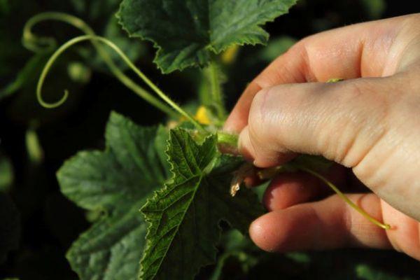 การบีบลูกเลี้ยงแตงโม