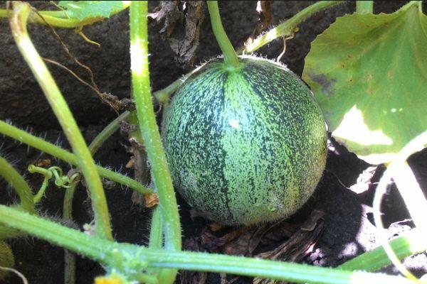 แตงโมอ่อน