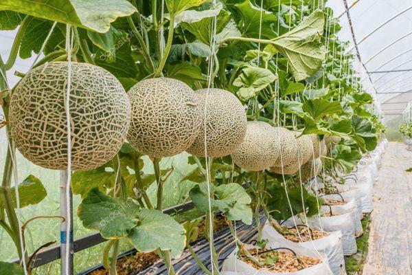 แตงโมในเรือนกระจก