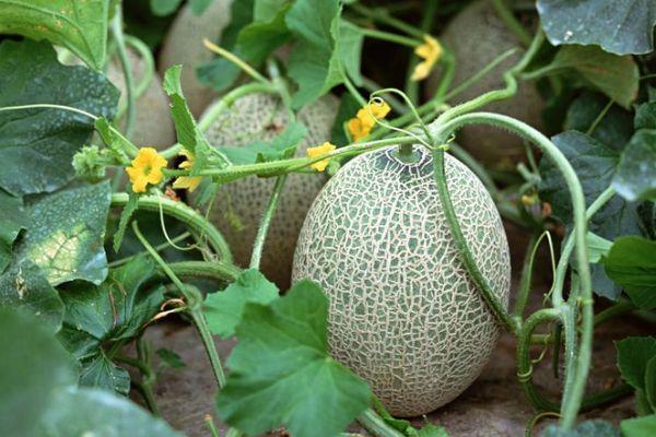 ผลแตงโม