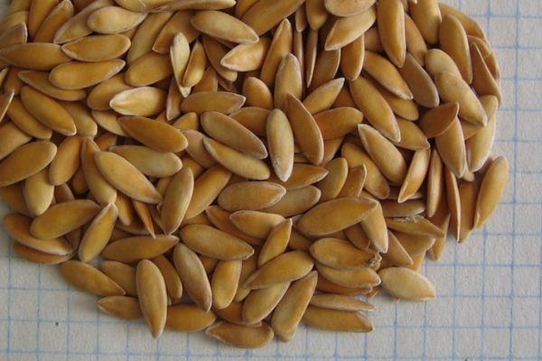 เมล็ดแตงโม