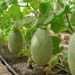 การปลูกแตงโม