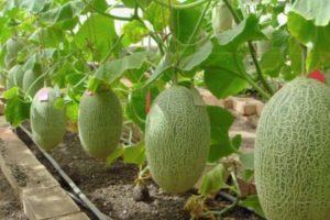 วิธีปลูกและดูแลแตงโมในเรือนกระจกโพลีคาร์บอเนต