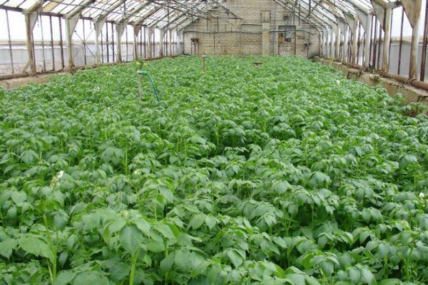 มันฝรั่งในเรือนกระจก