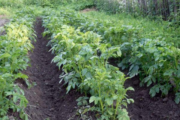 แปลงมันฝรั่ง