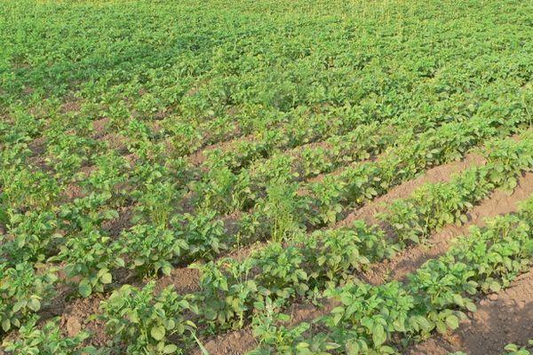 การปลูกแบบเป็นสันวงกลม