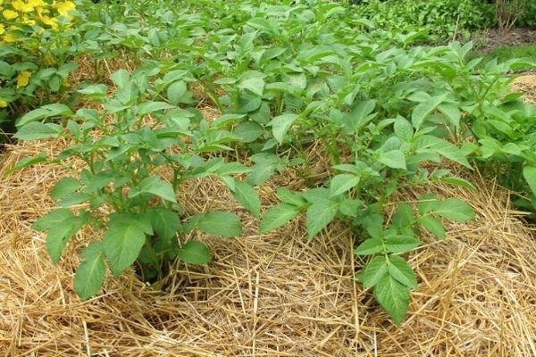 การปลูกพืชใต้คลุมดิน