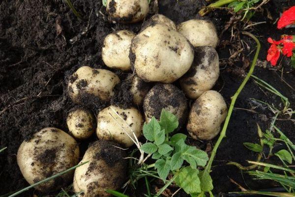 การเก็บเกี่ยวมันฝรั่ง