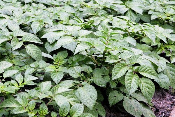 ยอดมันฝรั่ง