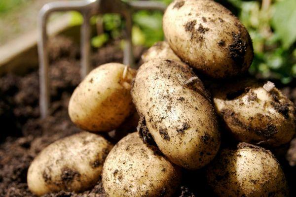 การเก็บเกี่ยวมันฝรั่ง