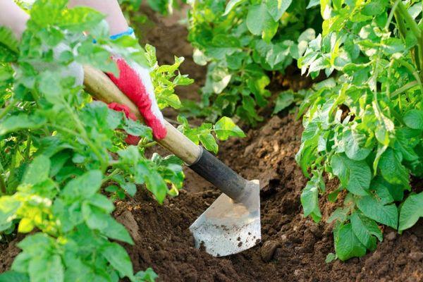 การดูแลมันฝรั่ง