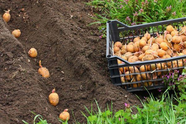 การหว่านเมล็ดมันฝรั่ง