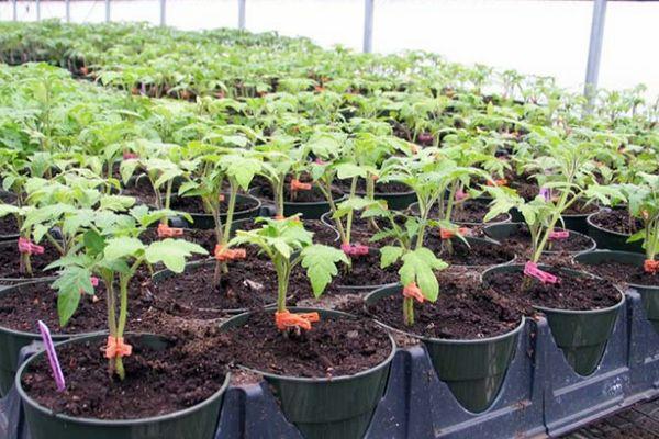 ต้นกล้ามันฝรั่ง