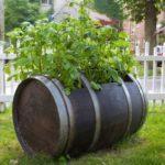 มันฝรั่งในถัง