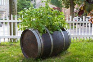 Technologie de culture et d'entretien des pommes de terre en barrique