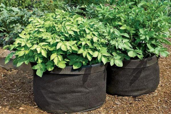 การปลูกมันฝรั่ง