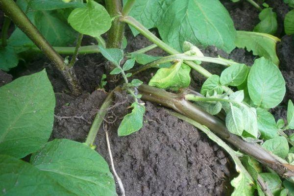 ถั่วงอกมันฝรั่ง