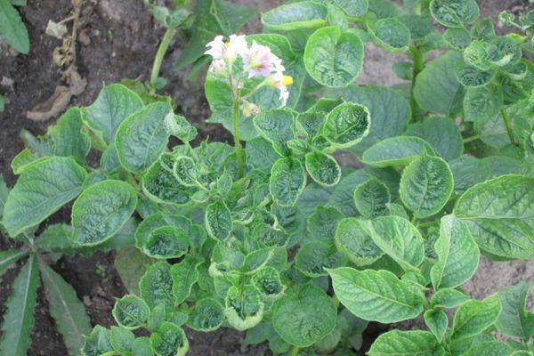 ใบมันฝรั่ง