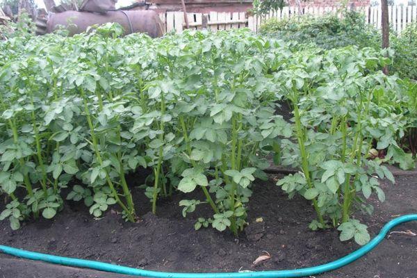 มันฝรั่งสูง