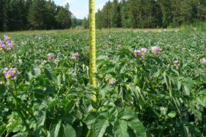 หากยอดมันฝรั่งสูงต้องทำอย่างไร และควรตัดทิ้งหลังจากออกดอกหรือไม่?