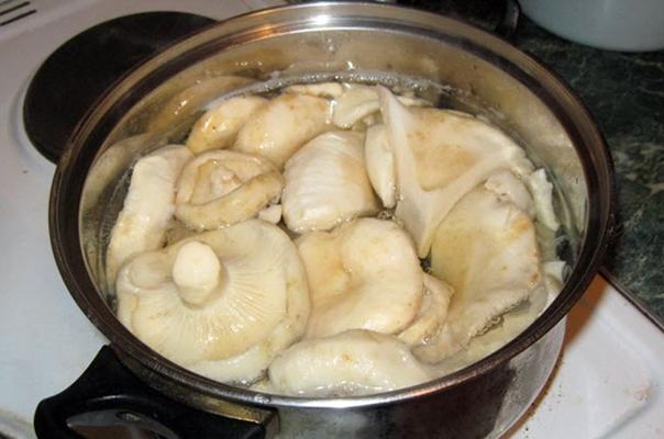 กระบวนการปรุงเห็ดนม