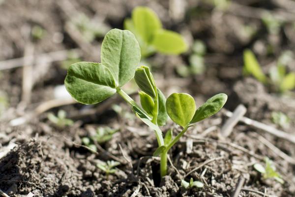 ต้นถั่วงอกอ่อนในสวน