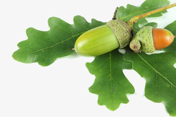 feuilles de chêne
