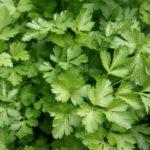 ต้นผักชีฝรั่ง