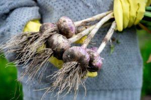 ควรเก็บเกี่ยวกระเทียมฤดูใบไม้ผลิและฤดูหนาวในรัสเซียตอนกลางเมื่อใด เวลาและพันธุ์ที่ดีที่สุด