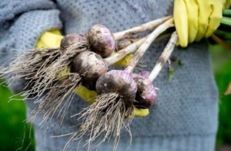 หญิงสาวกำลังเก็บกระเทียม