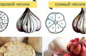 กระเทียมฤดูใบไม้ผลิและฤดูหนาวแตกต่างกันอย่างไร คำอธิบายของพืชผล และชนิดใดดีกว่าสำหรับการเก็บรักษา?