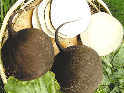 หัวไชเท้าดำ