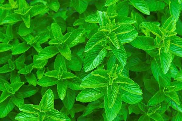 เปปเปอร์มินต์สดใส