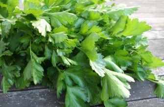 ผักชีฝรั่งบนโต๊ะ