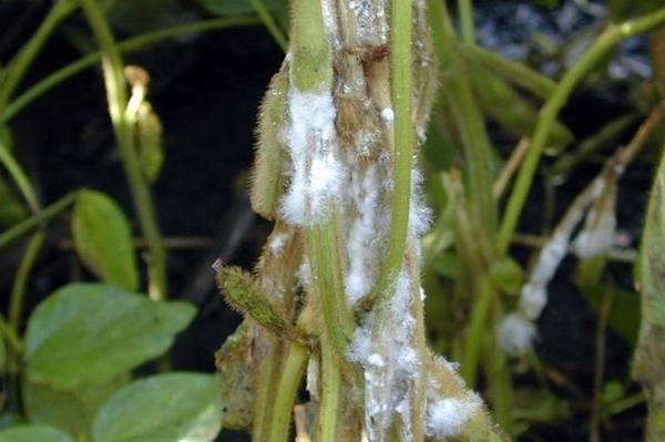 pourriture de l'oignon