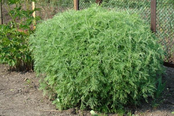 ต้นผักชีลาวใกล้รั้ว