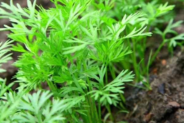 ผักชีลาวในดินเปิด