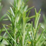 โรสแมรี่ในดินเปิด