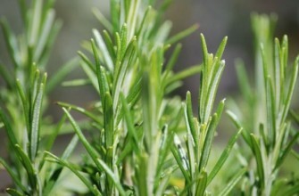 โรสแมรี่ในดินเปิด