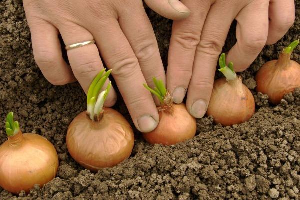 ขั้นตอนการปลูกหัวหอม
