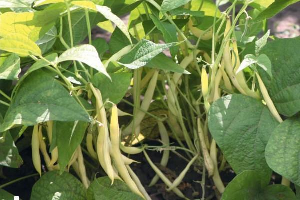 ถั่วแห้งในสวน